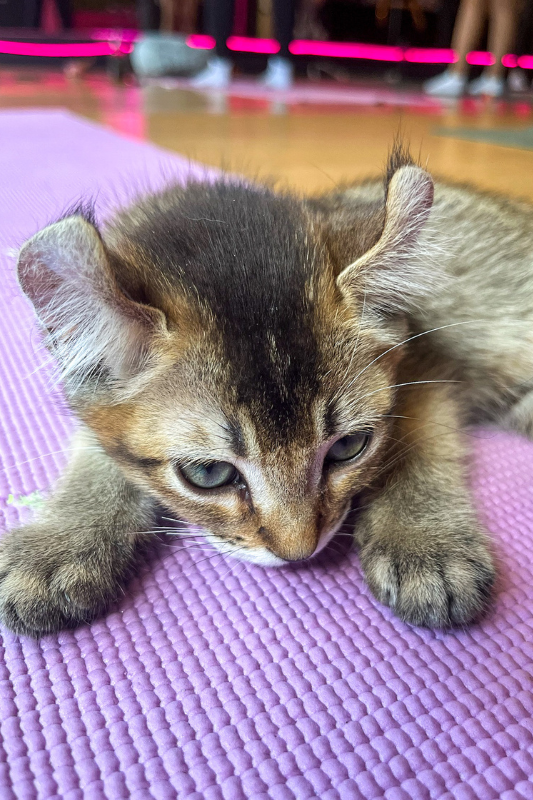 Kitty Yoga