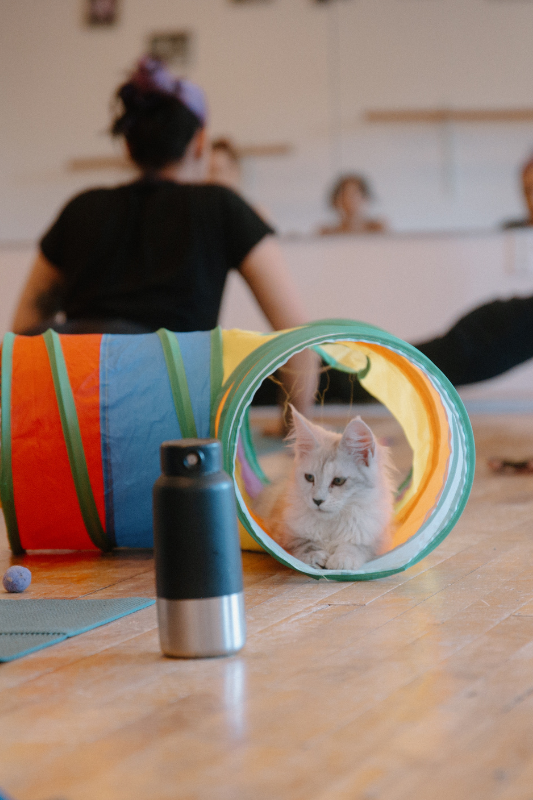 Kitty Yoga