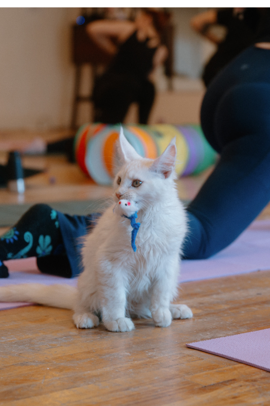 Kitty Yoga