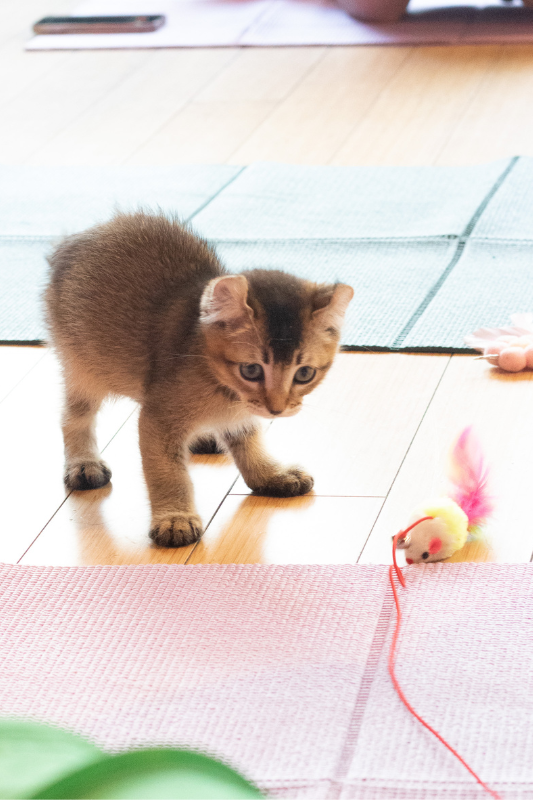 Kitty Yoga